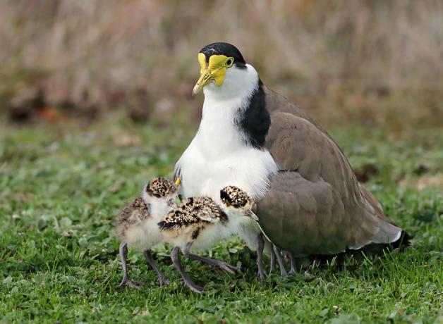 A Masked Lapwing parent shelters its small chicks against/beneath its chest