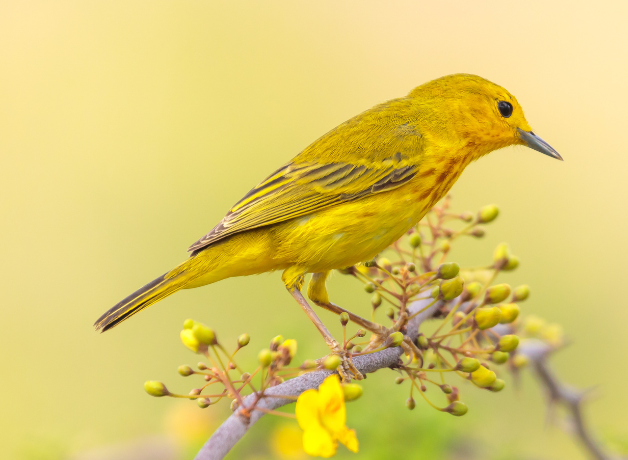 A Yellow Warbler perches on a branch with yellow flowers