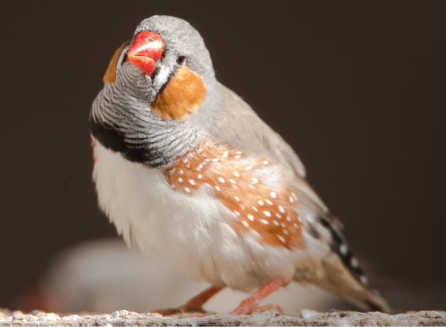 A Zebra Finch looks towards the viewer with head leaned to the side inquisitively