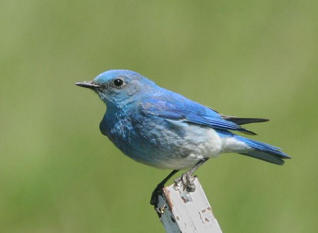 Mountain Bluebird