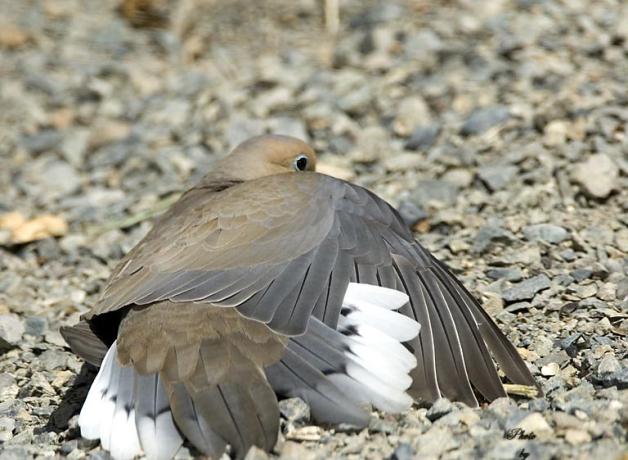Mourning Dove on the ground, wings spread out while sunning itself
