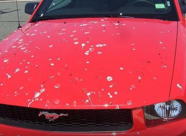 Red Mustang with bird poop