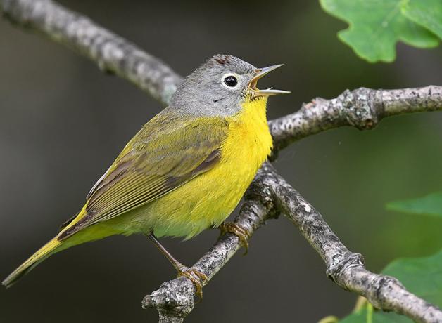 A small songbird with grey head, lemon yellow breast and olive green-yellow wings sits on a branch singing while facing viewer's right.