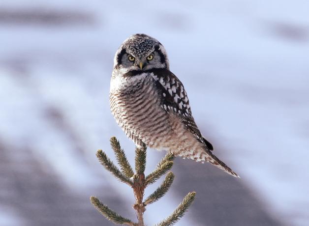 Northern Hawk-Owl