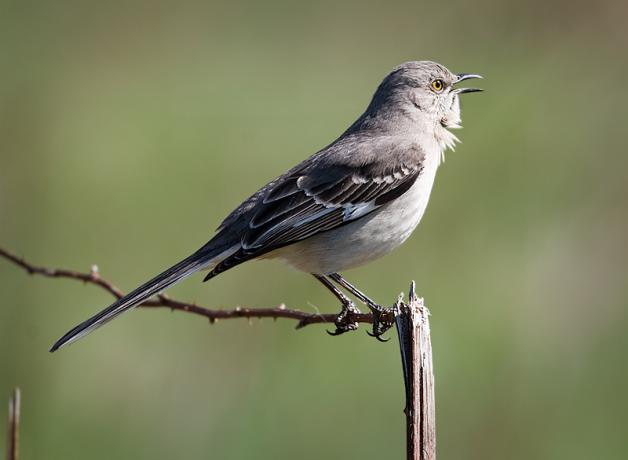 Northern Mockingbird