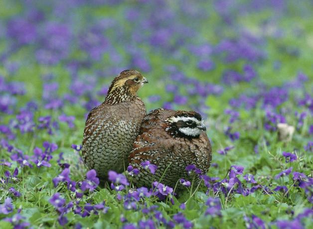 A pair of small round birds sit close to each other in a flowering landscape