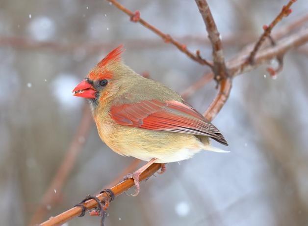 Female Northern Cardinal with no tail. She is perched on a branch, with a few snowflakes falling down past her.