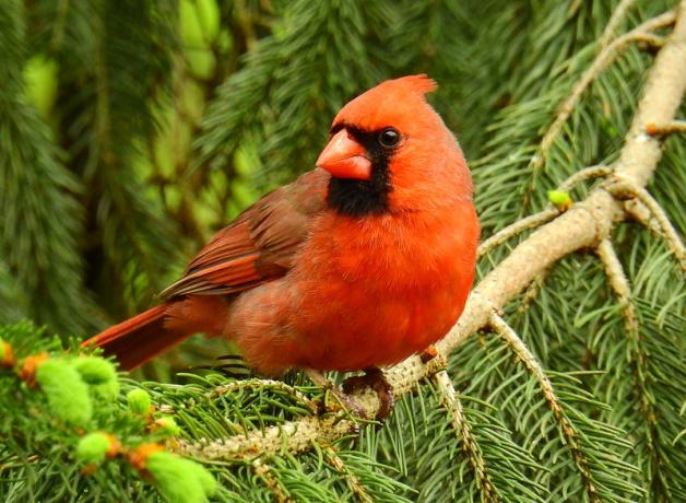 Northern Cardinal