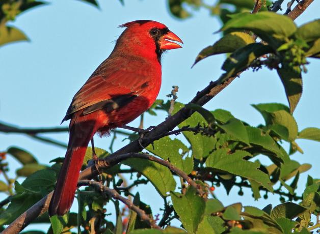 A male Northern Cardinal sits on a leafy branch, his vivid red plumage and yellow beak highlighted by sunlight