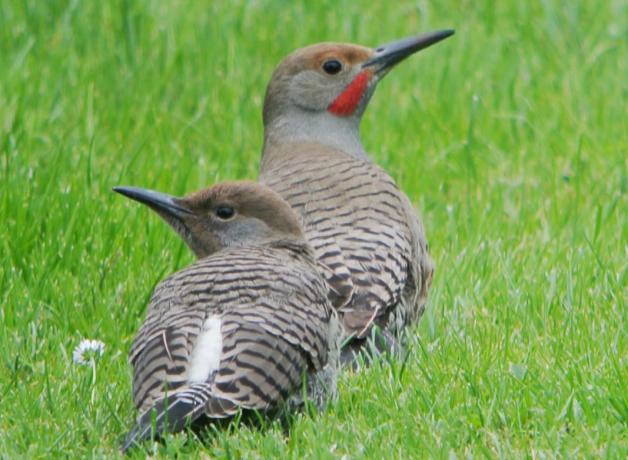 Northern Flicker and fledgling