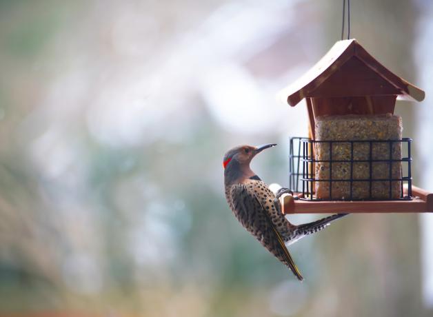Northern Flicker