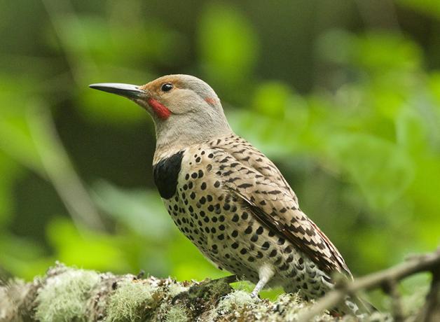 Northern Flicker