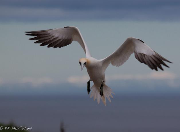 Northern Gannet puts on the brakes
