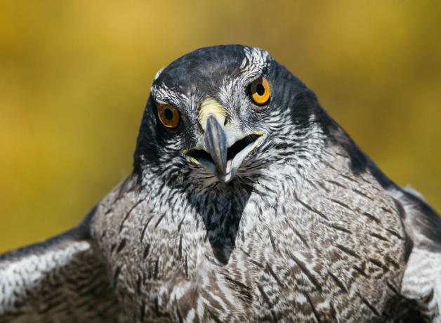 Closeup of a Northern Goshawk looking forward, sharp beak partly open, and yellow gold eyes