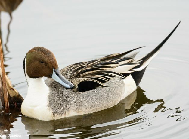 Northern Pintail