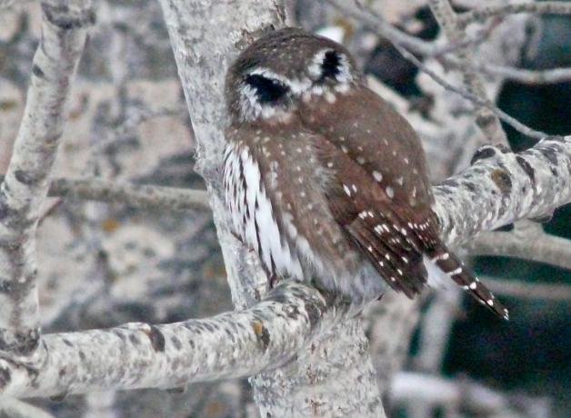 Un tecolote serrano con plumas como ojos falsos en la parte trasera de la cabeza