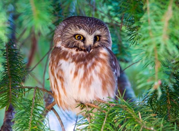 Tiny Northern Saw-whet Owl facing forward perched in evergreen branches