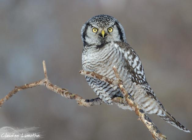 Northern Hawk Owl