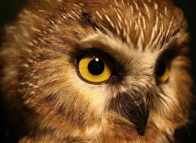Closeup of Northern Saw-whet Owl showing bright yellow eye and soft pale facial disc feathers above dark beak.