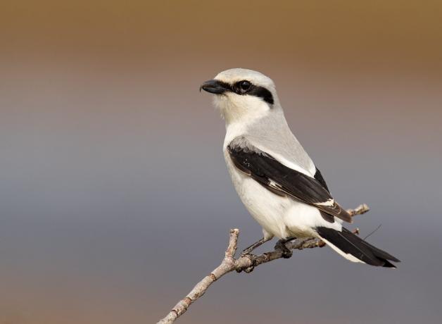 Northern Shrike
