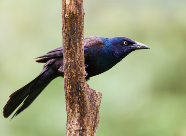 Common Grackle faces right, perched on branch