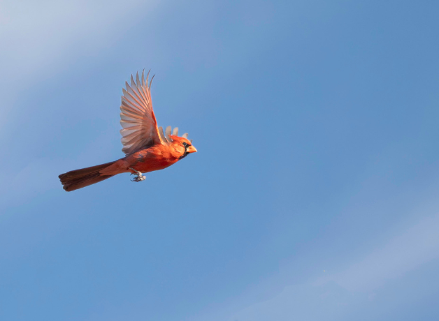 A bright red Northern Cardinal flies across an open blue sky
