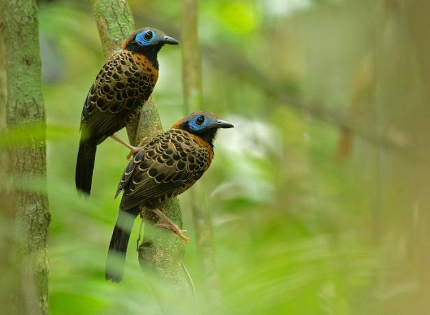 Pair of Ocellated Antbirds perched in Panamanian forest