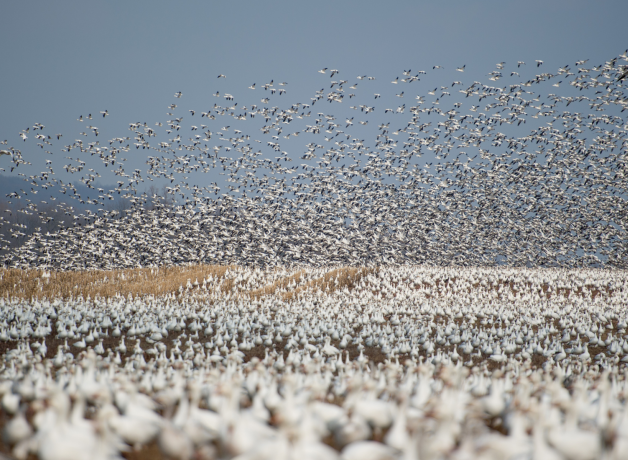 A large flock of Snow Geese take off