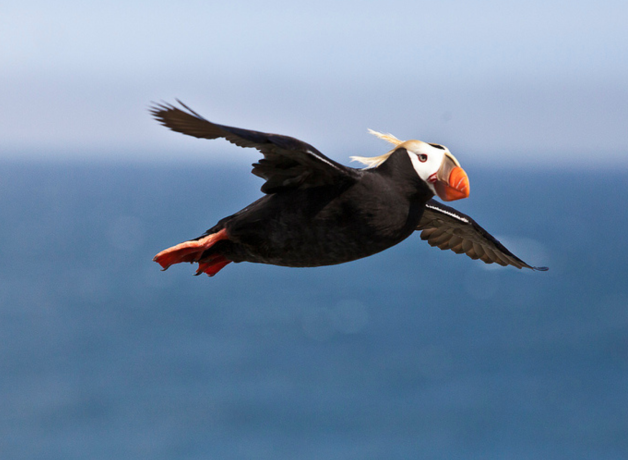 Tufted Puffin glides through the air