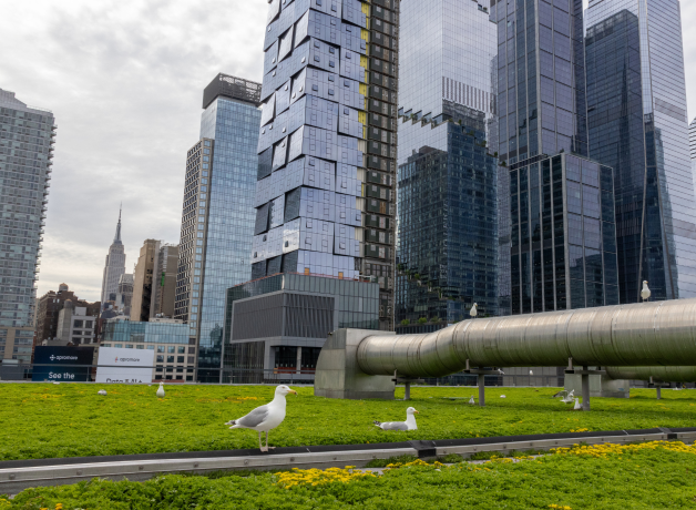 Herring Gulls on the roof of the Javits Center