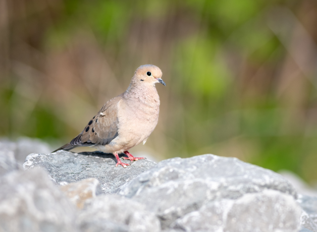 Mourning Dove perches on rocks