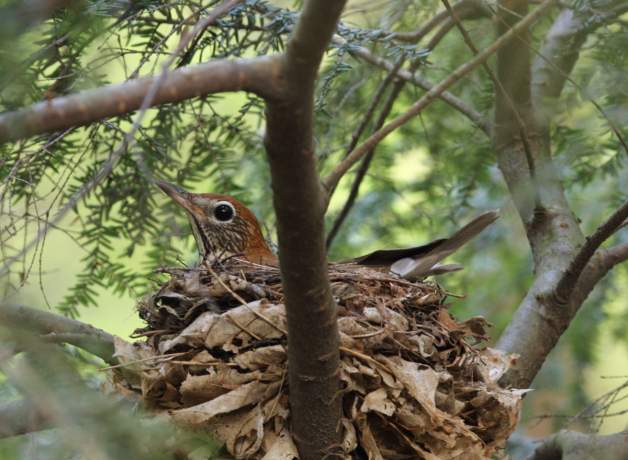 Wood Thrush sits inside nest, supported by brown leaves