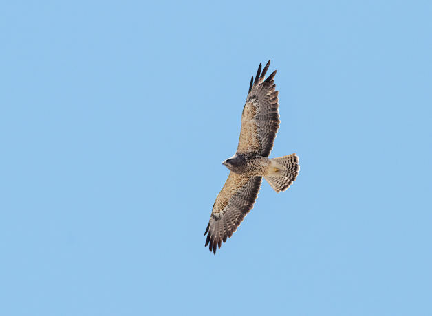 Un aguilla de Swainson visto desde abajo mientras vuela a cielo abierto