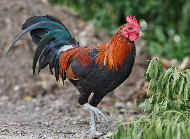 A male rooster (Red Junglefowl) struts across a leafy backdrop.