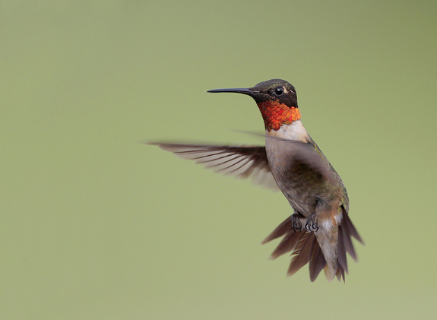 A male Ruby-throated Hummingbird photographed hovering in flight. 