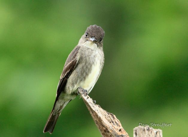 A small trim bird looks directly at the viewer as it perches on the end of a broken branch.