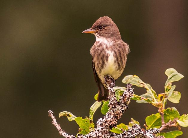 A small brown and white bird with short sharp beak is perched atop a leafy branch