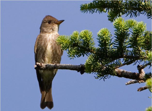 Olive-sided Flycatcher perched on a conifer branch against a blue sky.
