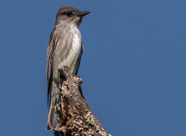 Olive-sided flycatcher