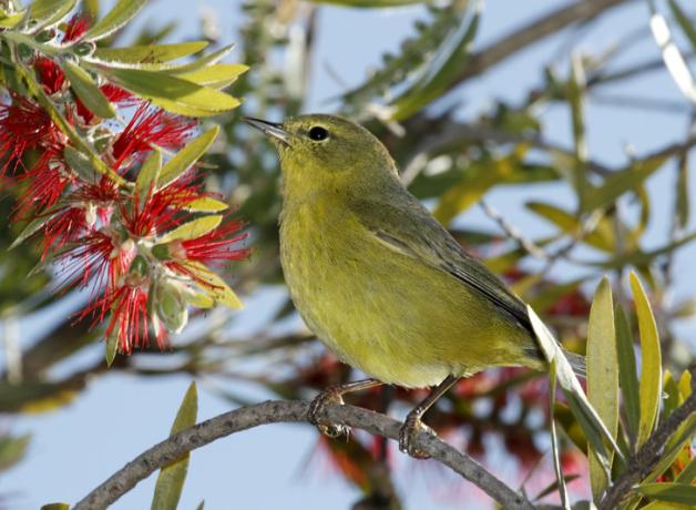 Orange-crowned Warbler