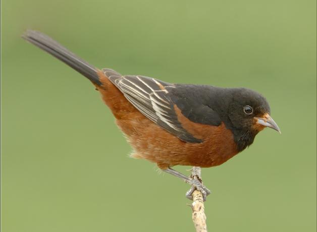 Orchard Oriole