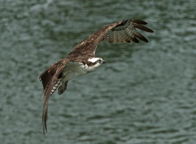 Osprey