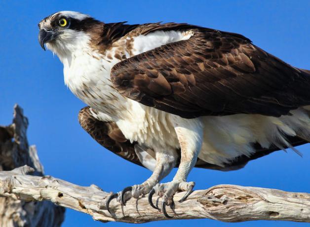 Osprey perched with talons on branch