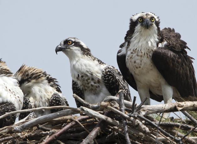Osprey with chicks on nest