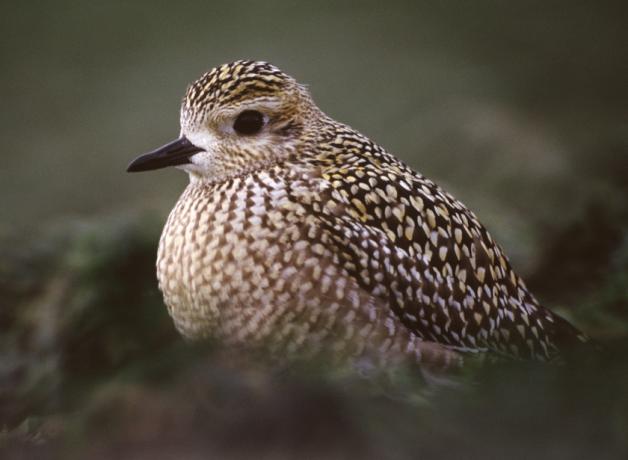 Pacific Golden Plover