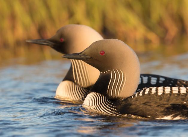 A Pair of Pacific Loons swim close together in a calm lake