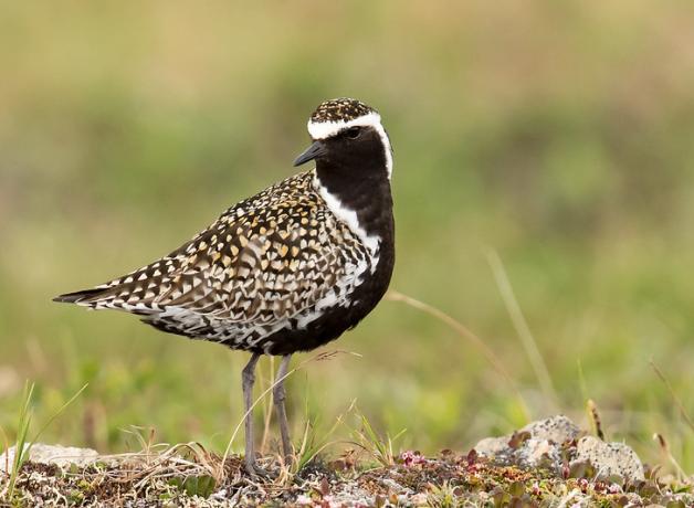 Pacific Golden-Plover
