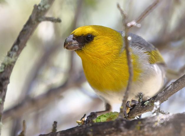 A Palila bird with black mask, lemon yellow head and breast, gray back and white underparts sits on a branch. It has a wide, short beak and dark eye.