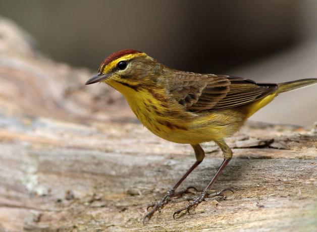 A Palm Warbler stands on a log, and displays its yellow and brown striped plumage