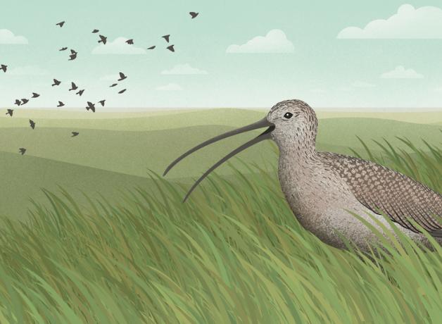 Palouse Prairie Curlew